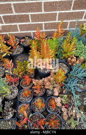 Misto di diverse varietà di piante succulente talee Foto Stock