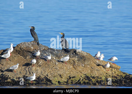 Due cormorani o uccelli di fegato arroccato su uno sperone di roccia sul mare con i gabbiani in Portonovo Italia nome latino phalacrocorax carbo pelecaniformes Foto Stock