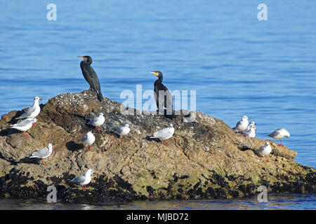 Due cormorani o uccelli di fegato arroccato su uno sperone di roccia sul mare con i gabbiani in Portonovo Italia nome latino phalacrocorax carbo pelecaniformes Foto Stock