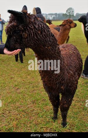 Un nero, Alpaca femmina mangiando alimentazione da una mano umana, su una Fattoria degli Alpaca nel Regno Unito. Foto Stock