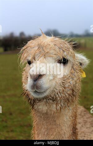 Una femmina di Alpaca in un campo su una Fattoria degli Alpaca nel Regno Unito. Foto Stock