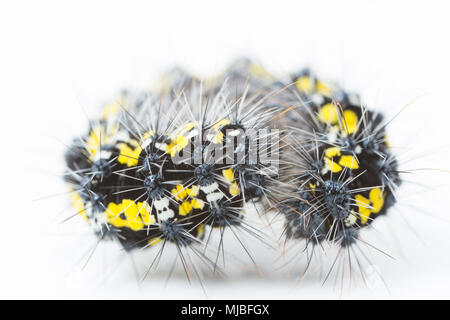 Scarlet tiger moth caterpillar avvolto a ricciolo, Callimorpha dominula, trovata su alimentazione comfrey, consolida, dal lato della strada di un paese del nord Foto Stock