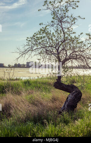 Albero solitario Foto Stock