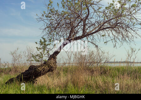 Albero solitario Foto Stock