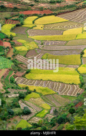 Risaie nei dintorni di Antananarivo, Madagascar Foto Stock