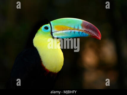 Chiglia fatturati toucan (Ramphastos sulfuratus), noto anche come zolfo-breasted toucan o rainbow fatturati toucan, Sud America Foto Stock