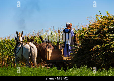 Witmer, PA, Stati Uniti d'America - 12 Settembre 2016: Una donna Amish aziona un team di muli su un carro in un campo di mais in Lancaster County. Foto Stock