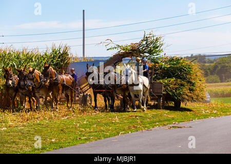 Witmer, PA, Stati Uniti d'America - 12 Settembre 2016: gli agricoltori Amish pick, tagliato e il raccolto di granturco con squadre di muli in Lancaster County. Foto Stock