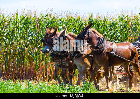 Witmer, PA, Stati Uniti d'America - 12 Settembre 2016: Con mule squadre per potenza, gli Amish gli agricoltori pick, tagliato e il raccolto di granturco in Lancaster County. Foto Stock