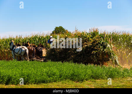 Witmer, PA, Stati Uniti d'America - 12 Settembre 2016: gli agricoltori Amish pick, tagliato e il raccolto di granturco con squadre di muli in Lancaster County. Foto Stock