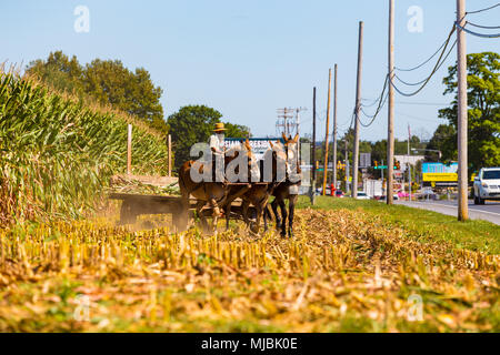 Witmer, PA, Stati Uniti d'America - 12 Settembre 2016: un agricoltore Amish aziona un team di muli tirando un carro di mais in Lancaster County. Foto Stock