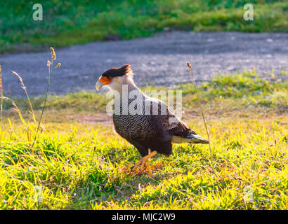 Torres del Paine, Cile, Patagonia: uccello del Caracara Carancho o nel Parco Nazionale Torres del Paine durante l'autunno in Patagonia cilena Foto Stock