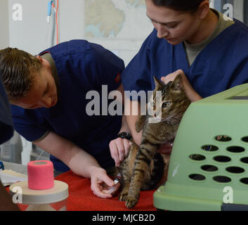 Esercito Capt. Makensie Santiago, un dottorato in medicina veterinaria, e l'esercito Spc. Erica poteri, un veterinario ispettore alimentare, sia attaccato alla 62ª Brigata medica, 47th Combat Support Hospital, 218th distacco medici veterinari Servizi di supporto di Tacoma, Washington, dare un vaccino per un felino paziente presso la clinica veterinaria di Kodiak, Alaska, 30 aprile 2018. Coast Guard servizi sanitari i tecnici hanno avuto la possibilità di assistere i veterinari e i tecnici durante il funzionamento della clinica. Stati Uniti Coast Guard foto di Sottufficiali di terza classe Lauren Dean. Foto Stock