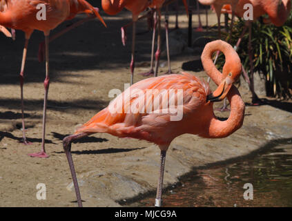 Flamingo in piedi nell'acqua circondato da altri fenicotteri rosa nel giardino zoologico. Il Flamingo è la pulizia il suo piumaggio. Foto Stock