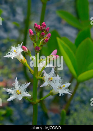 Bogbean Menyanthes trifoliata Foto Stock