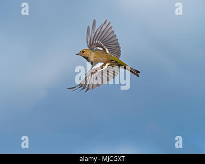 Fringuello Fringilla coelebs femmina in volo Foto Stock