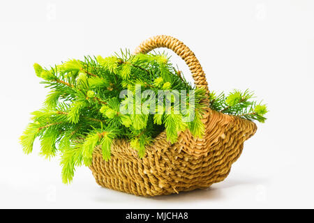 Germoglio nel maggio nel cestello Foto Stock