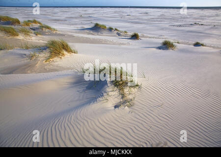 Kniepsand, isola di Amrum, il Mare del Nord, il parco nazionale di Schleswig-Holstein velme, SCHLESWIG-HOLSTEIN, Germania, Foto Stock