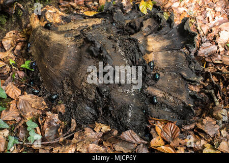 Forest dung beetle, Anoplotrupes stercorosus, sui morti polypore gigante Foto Stock