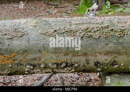 Più frizzily o poco riccioli Buchen-Adernzährling () nel vecchio albero morto Foto Stock