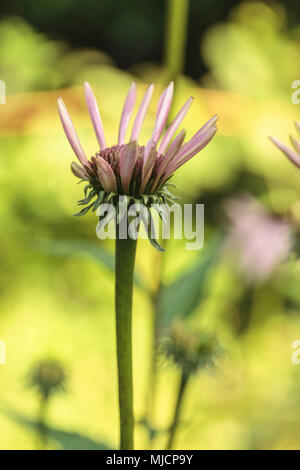 Viola corneflower, Echinacea purpurea, fioritura Foto Stock