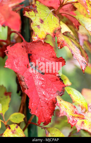 Foglie di quercia hydrangea, foglie autunnali, close up Foto Stock