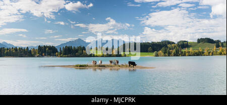 Mandria di vacche su un isola nel Forggensee Füssen in prossimità della regione di Allgäu Foto Stock