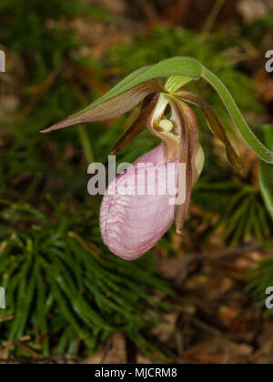 Un ritratto di un rosa pianella della Madonna orchid in fiore. Foto Stock