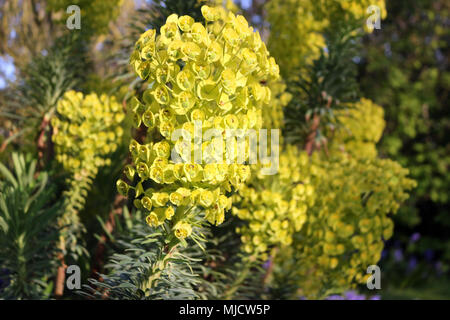 Giallo Euforbia mediterranea Foto Stock