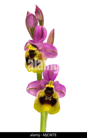 Due luminose e fiori colorati di Wild Orchid Sawfly (Ophrys tenthredinifera subsp. ficalhoana) isolate su uno sfondo bianco. Monti Arrabida, Foto Stock