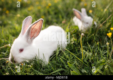 Baby coniglio bianco in primavera erba verde sullo sfondo Foto Stock