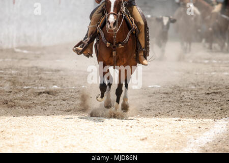 Vista frontale di un messicano charro riding veloce il suo cavallo Foto Stock