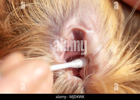 Una persona pulita un orecchio da un shetland sheepdog Foto Stock