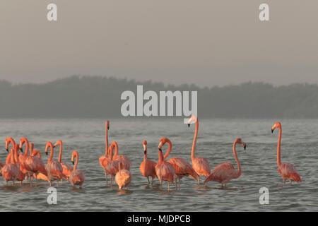 Fenicotteri rosa famiglia all'alba. Fenicotteri rosa raccogliere all'alba prima di partire per iniziare la loro giornata nel fiume Foto Stock