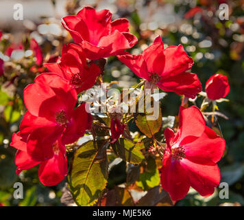 Knock Out Rose (Rosa radraz) sono una particolare varietà hardy, ben noto come un basso-manutenzione, rose e di conseguenza popolare nel paesaggio. Foto Stock