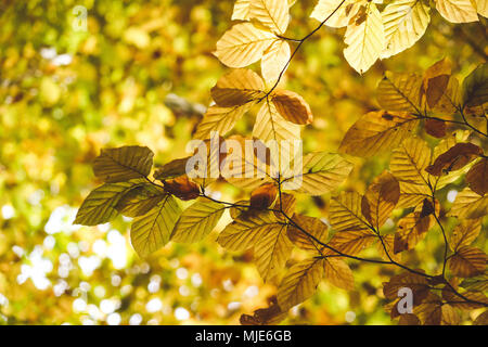 Autunno dorato, il sole che splende attraverso il giallo di foglie di faggio, close-up Foto Stock