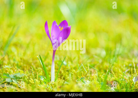 Crocus malva su un prato, offuscata sfondo verde Foto Stock