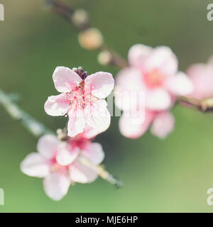 Magie di Primavera, close-up di rosa Peach Blossoms, sfondo sfocato Foto Stock