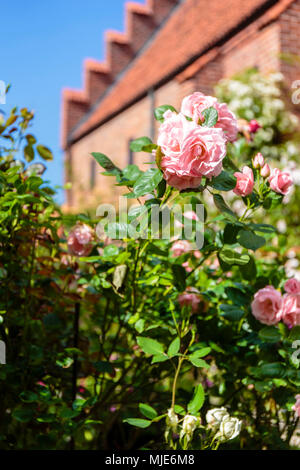 Nel giardino di rose del ex convento francescano a Ystad, Europa, Svezia, Foto Stock