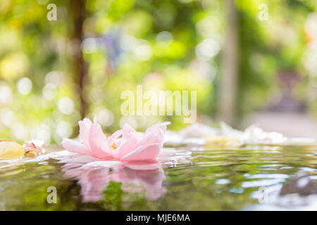 Floating flower nel giardino di rose del ex convento francescano a Ystad, Europa, Svezia, Foto Stock