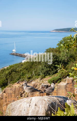 I giovani gabbiani reali (Larus argentatus) sopra la vecchia cava di granito di Vang, dietro il porto, Europa, Danimarca, Bornholm, Foto Stock