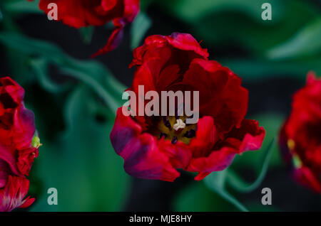 Rosso scuro e viola Tulip Foto Stock