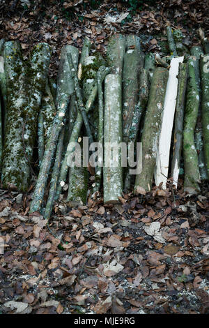 Il legno tagliato in pezzi nella foresta Foto Stock