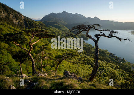 Atmosfera serale a Kienstein oltre il Kochelsee (Lago Kochel), chiudere Kochel, vista Herzogstand (montagna), Prealpi bavaresi, Baviera, Germania Foto Stock