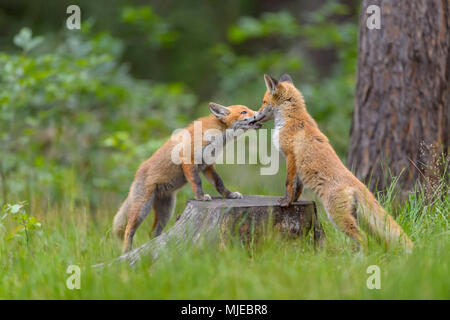 Red Fox, vulpes vulpes, due giovani volpi giocando sul tronco di albero, Germania, Europa Foto Stock