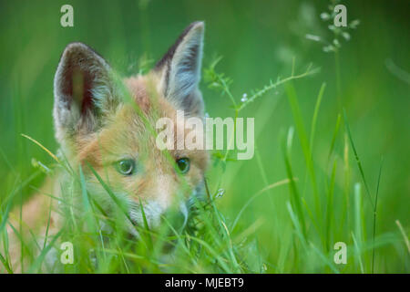 Red Fox, vulpes vulpes, giovane volpe, Ritratto, Germania, Europa Foto Stock
