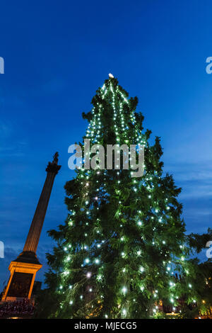 Inghilterra, Londra, Trafalgar Square, Nelsons Column e albero di Natale Foto Stock