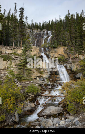 Parco Nazionale di Jasper, groviglio Creek Falls, verticale, cascata, cascata, Fiume Foto Stock