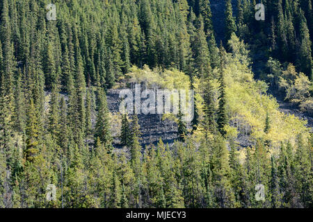 Parco Nazionale di Jasper, lago a ferro di cavallo, Alberta, massi, Canada Canadian Rockies, frana, frana, pini, betulle, rinascita, lotta, alberi, foresta Foto Stock