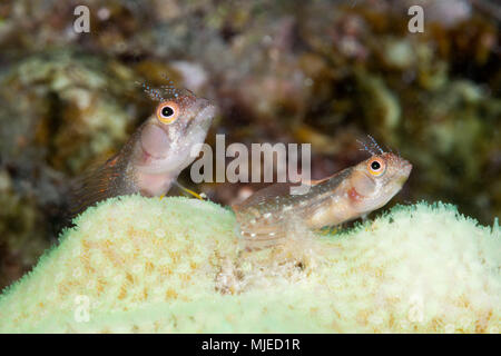 Browncheek bavose, Acanthemblemaria crockeri, La Paz, Baja California Sur, Messico Foto Stock